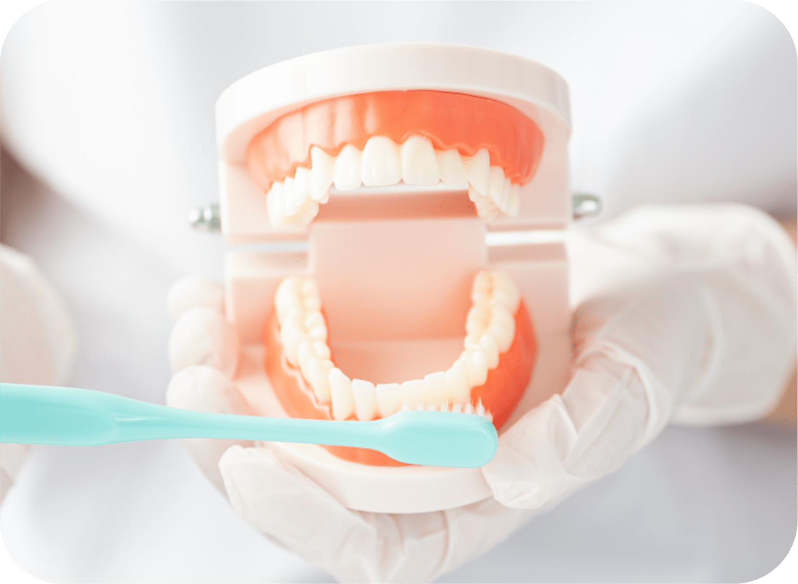 歯の模型の写真